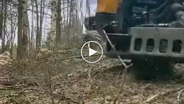Современная техника помогает пилить деревья