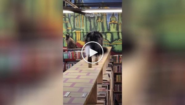 4 котика поселились в книжном магазине и сделали его мегапопулярным
