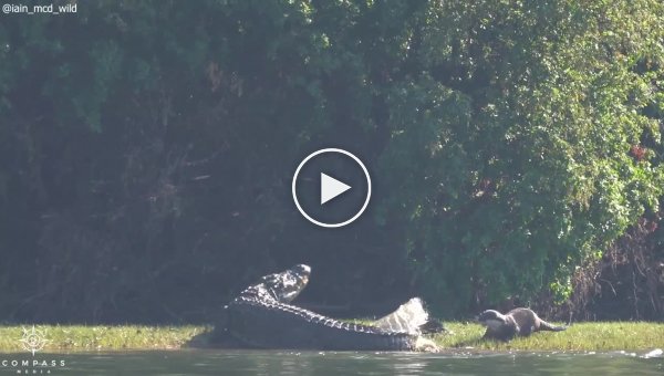 Выдра покусала крокодила в Замбии