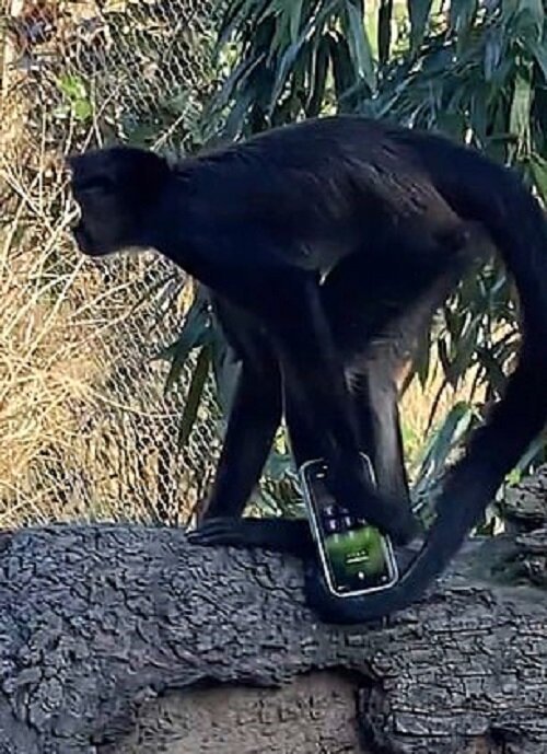 Удивительное щелканье заботятся о птенчиках ловкая обезьяна. Обезьянка с айфоном. Засняли обезьяну человека.. Шимпанзе с айфоном.