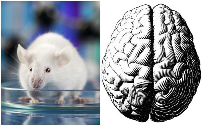 Человек мышь мозг