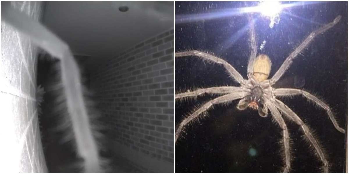 Увидеть паука ночью. Паук-охотник из семейства Sparassidae. Огромный паук. Самый большой паук. Самый большой паук белый.