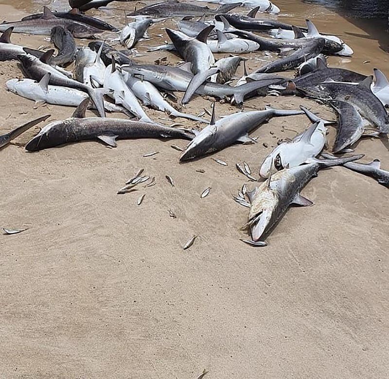 Сколько погибает от акул. Мертвая акула на берегу.